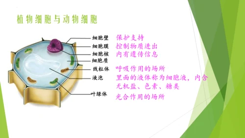 人教版七年级生物上册第一章认识生物第二章认识细胞复习课件(共23张PPT)