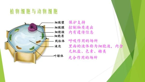 人教版七年级生物上册第一章认识生物第二章认识细胞复习课件(共23张PPT)
