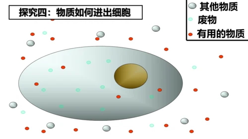 2.1.4细胞的生活课件2023--2024学年人教版生物七年级上册(共34张PPT)