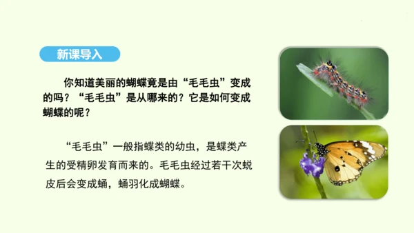 7.1.2昆虫的生殖和发育课件-人教版生物八年级下册(共26张PPT)