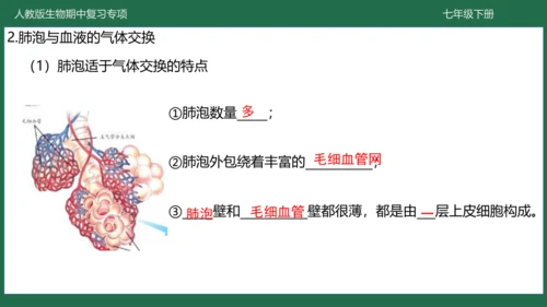 第三章 人体的呼吸（-七年级生物下学期期中考点大串讲（人教版）(共25张PPT)