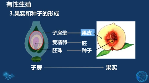 人教版生物学八年级下册 第七单元 第一章 生物的生殖和发育 第1节 植物的生殖 课件