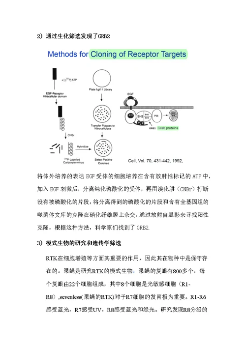 细胞生物学复习资料-General Mechanisms of Signal Transduction II