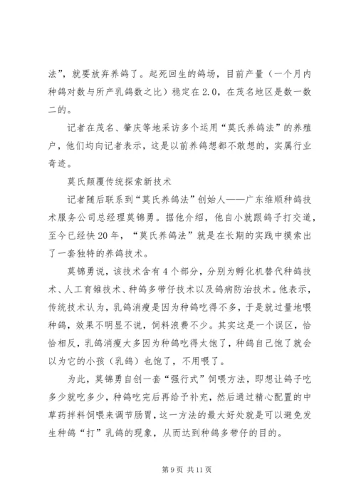 初养肉鸽注意要点.docx