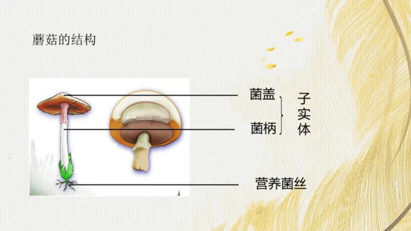 人教版（2024）七年级上册2.3.3真菌(共27张PPT)+视频素材