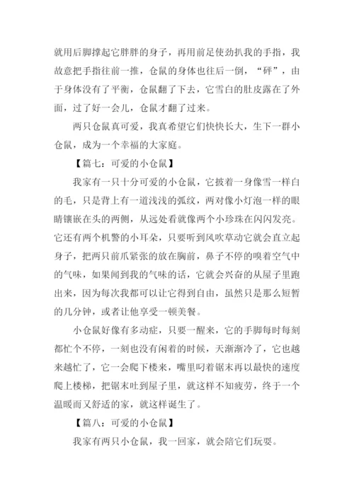 小仓鼠作文300字.docx