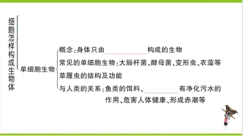 【掌控课堂-创优作业】人教版生物七(上)第二单元 第二章 细胞怎样构成生物体总结训练 (课件版)