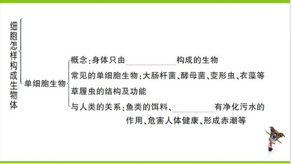 【掌控课堂-创优作业】人教版生物七(上)第二单元 第二章 细胞怎样构成生物体总结训练 (课件版)