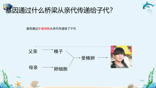 人教版八年级下册生物复习课件
