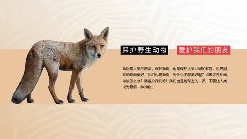 保护野生动物狮子通用PPT模板