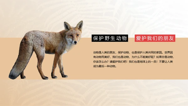 保护野生动物狮子通用PPT模板