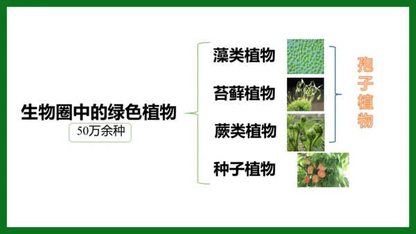人教版（2024）七年级上册2.1.2 种子植物 课件(共32张PPT)+视频素材