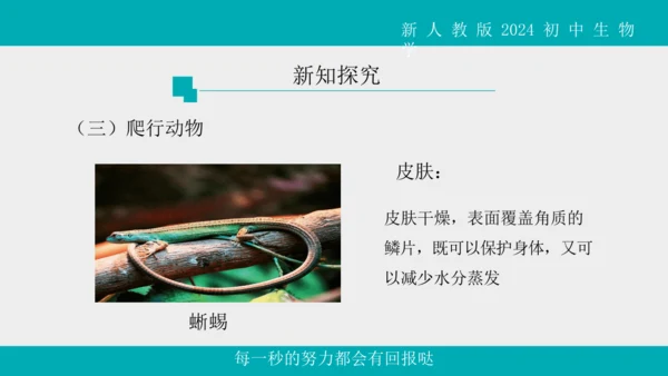 人教版生物七年级上册2.2.2《脊椎动物》（第1课时）课件(共42张PPT)+视频素材