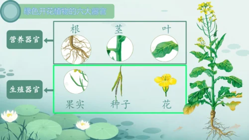 人教版（2024）七年级上册1.3.1植物体的结构层次 课件(共23张PPT)
