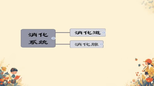 人教版（新课程标准）七年级下册4.2.2 消化和吸收课件(共22张PPT)