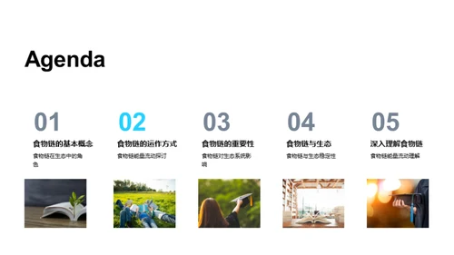 深度解析食物链