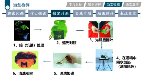 3.3.4  绿色植物是生物圈中有机物的制造者  课件-2023-2024学年人教版生物七年级上册(