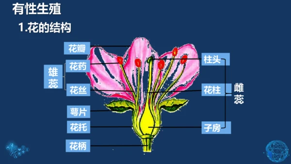 人教版生物学八年级下册 第七单元 第一章 生物的生殖和发育 第1节 植物的生殖 课件