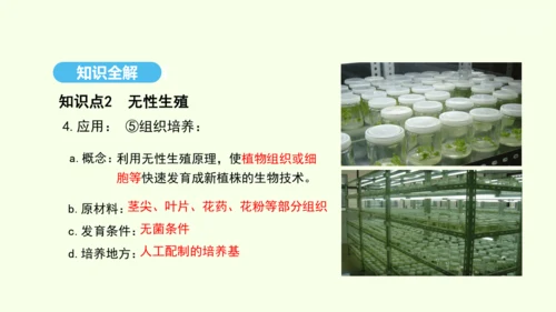 7.1.1植物的生殖课件-人教版生物八年级下册(共33张PPT)