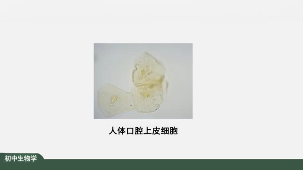 2.1.3 动物细胞 课件（共32张PPT）