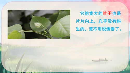 15《白杨礼赞》课件