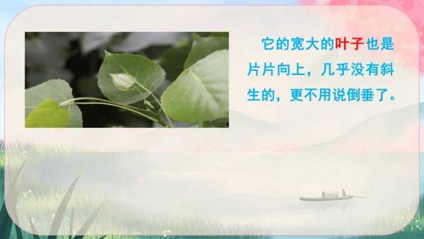 15《白杨礼赞》课件