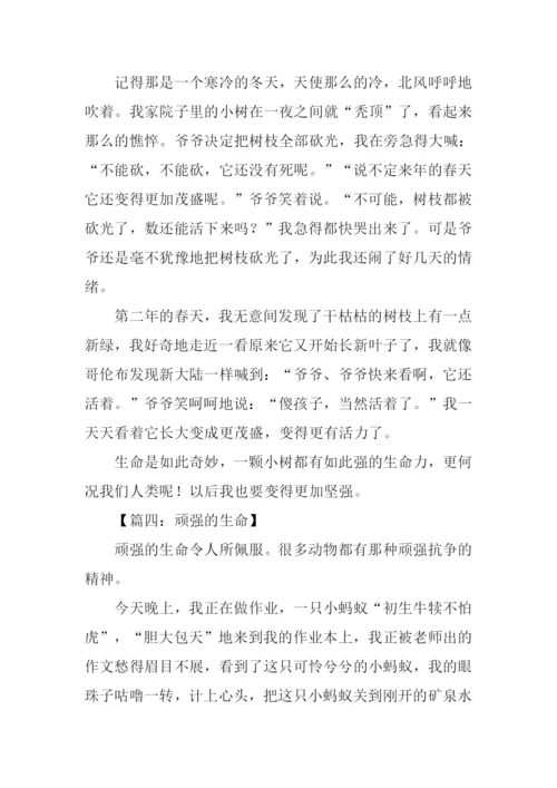 顽强的生命作文350字.docx