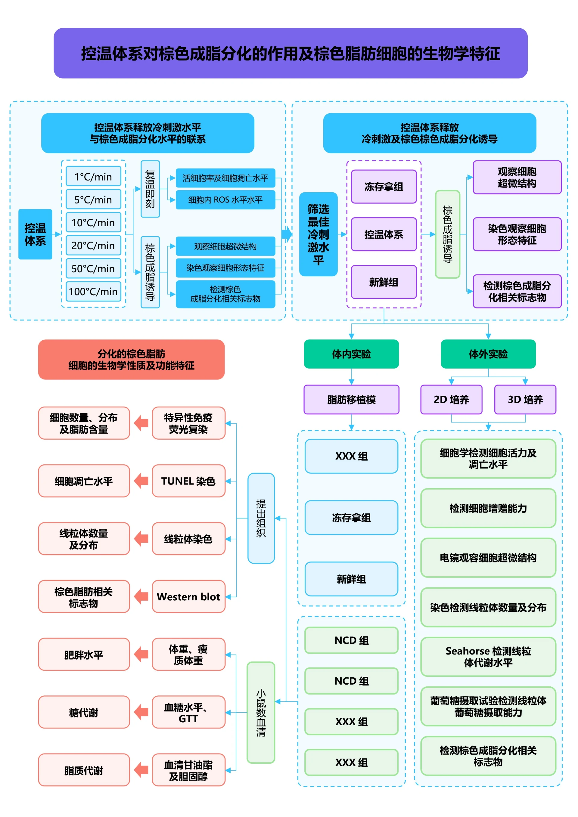 彩色清新通用论文流程图
