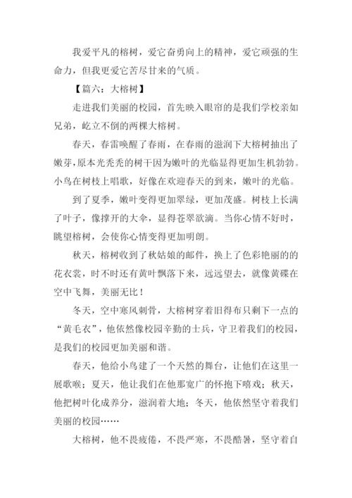 描写大榕树的作文.docx