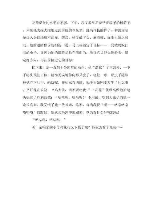 观察小鸡小学生作文