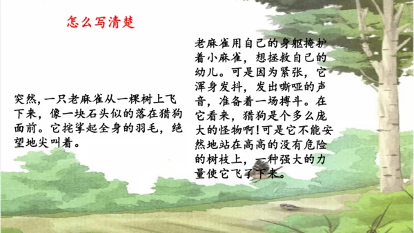 第16课《麻雀》课件