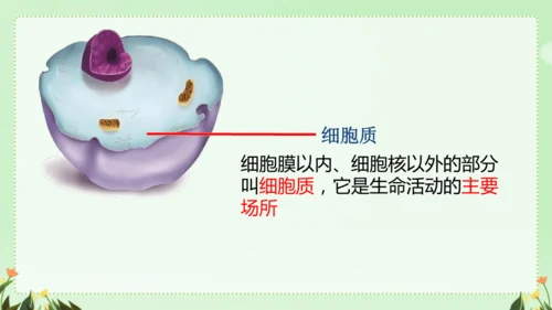 人教版（2024）七年级上册1.2.3 动物细胞 课件(共26张PPT)