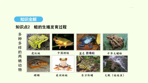 7.1.3两栖动物的生殖和发育课件-人教版生物八年级下册(共29张PPT)