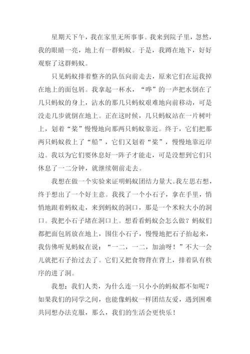 写蚂蚁的作文500字.docx