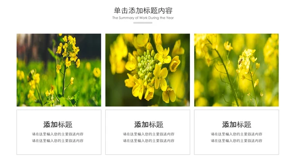 春天乡村旅游油菜花风景油菜花田PPT模板