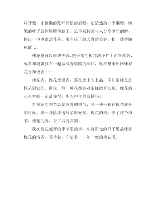 又是一年槐花香作文.docx