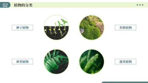 植物介绍笔记植物分类知识科普通用PPT模板