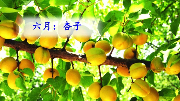 第11课《葡萄沟》课件