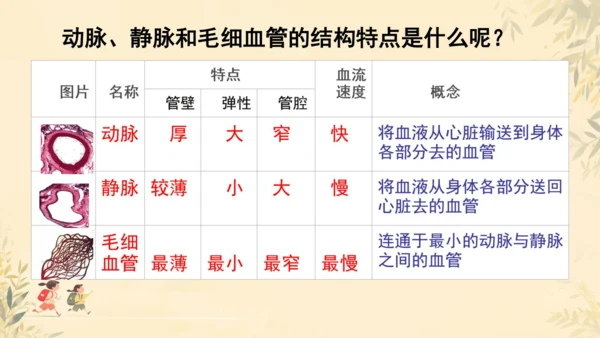 初中生物学人教版（新课程标准）七年级下册4.2 血流的管道──血管课件(共16张PPT)