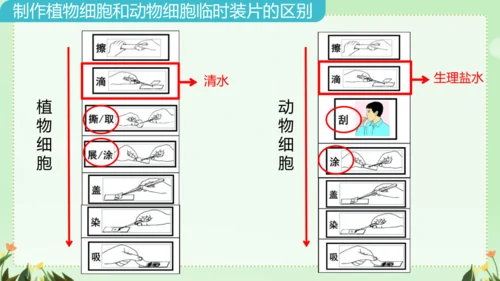 人教版（2024）七年级上册1.2.3 动物细胞 课件(共26张PPT)
