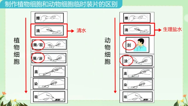 人教版（2024）七年级上册1.2.3 动物细胞 课件(共26张PPT)