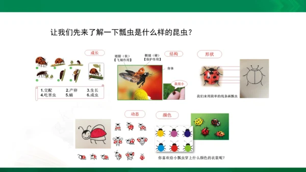 人教版一年级下册美术08《瓢虫的花衣裳》精品课件