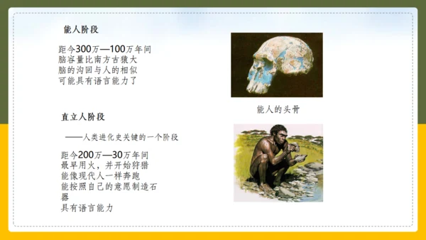 人类的起源和进化生物课通用PPT课件