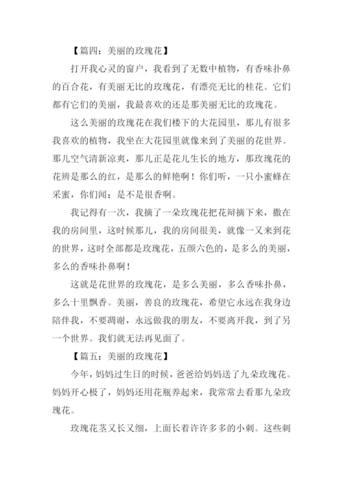 美丽的玫瑰花作文300字.docx