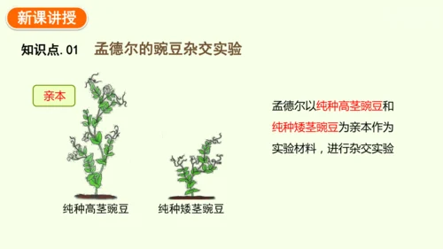 7.2.3基因的显性和隐性-八年级生物人教版下学期同步精品课件(共36张PPT)