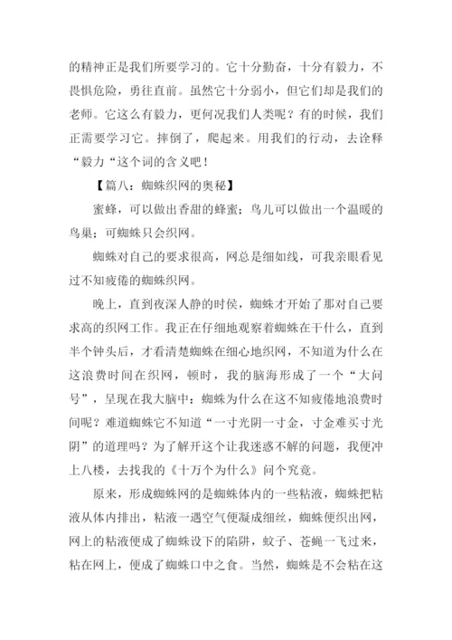 蜘蛛织网作文500字.docx