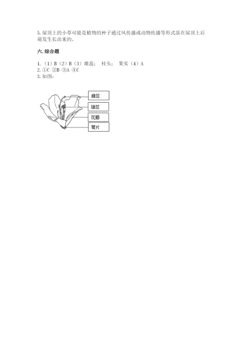 教科版四年级下册科学第一单元《植物的生长变化》测试卷（模拟题）.docx