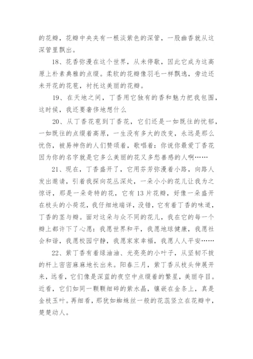 描写丁香花好句.docx