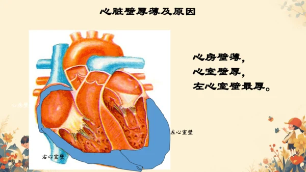 初中生物学人教版（新课程标准）七年级下册4.4.3输送血液的泵──心脏课件(共27张PPT)