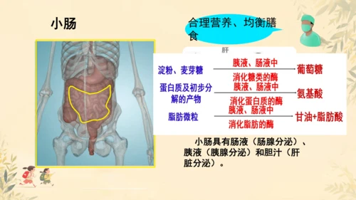 初中生物学人教版（新课程标准）七年级下册第4.2.2 消化和吸收课件(共21张PPT)